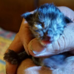 A person holding a kitten in their hand.