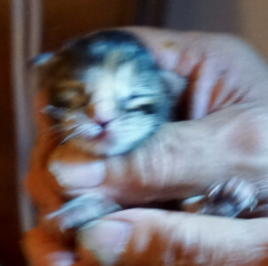 A blurry picture of a cat in someone 's hand.