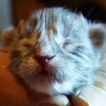 A close up of a cat 's face with its eyes closed