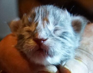 A close up of a cat 's face with its eyes closed