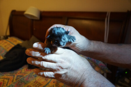 A person holding a small black dog in their hands.