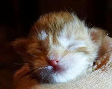 A cat is sleeping on the bed and has its eyes closed.