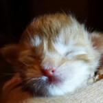 A cat is sleeping on the bed and has its eyes closed.