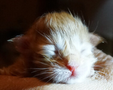 A cat sleeping on the floor with its head down.