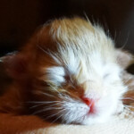 A cat sleeping on the floor with its head down.