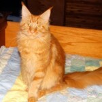 A cat sitting on top of a bed in the middle of a room.