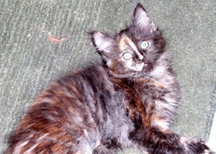 A cat that is laying down on the ground.
