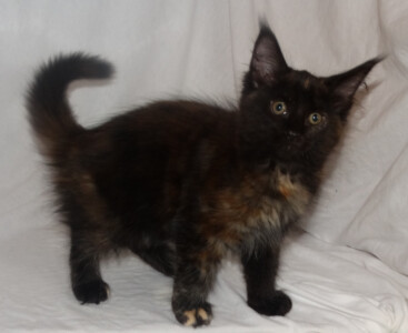 A black cat standing on top of a white blanket.