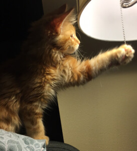 A cat standing on its hind legs in front of a lamp.