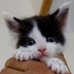 A black and white kitten is sitting on the arm of a glove.