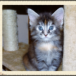 A kitten sitting on top of a cat tree.