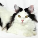 A black and white cat is laying on the ground