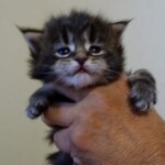 A cat is held in someones hand with its head on the arm of another person.
