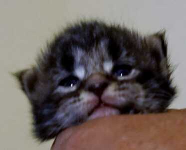 A cat is sitting on the arm of someone.