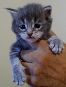 A cat is sitting on the arm of someone 's hand.