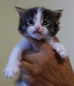 A cat is held in someones hand with its head on the arm of another.
