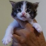 A cat is held in someones hand with its head on the arm of another.