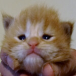 A person holding an orange and white kitten.