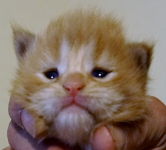 A person holding an orange and white kitten.