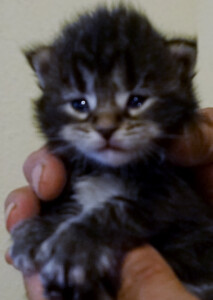 A person holding a kitten in their hands.