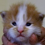 A person holding an orange and white kitten.