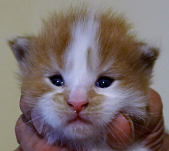 A person holding an orange and white kitten.