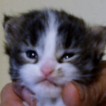 A person holding a kitten in their hand.