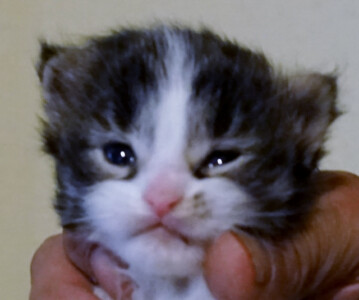 A person holding a kitten in their hand.