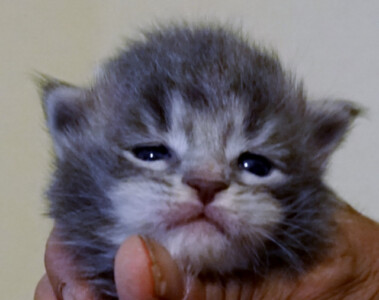 A person holding a kitten in their hand.