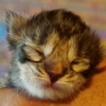 A cat is sleeping on the arm of someone.