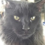 A black cat with green eyes looking at the camera.