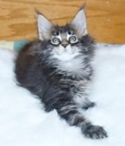 A cat that is laying down on the floor.