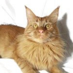 A cat is laying on the ground looking at the camera.