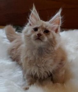 A fluffy cat is sitting on the floor.