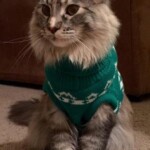 Sadie A cat sitting on the floor wearing a sweater.