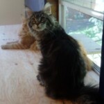 Two cats sitting on a floor next to each other.
