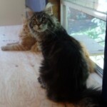 Sammy Two cats sitting on a floor next to each other.