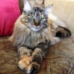 A cat is sitting on the couch looking at the camera.
