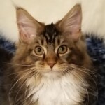 A cat sitting on top of a blanket.