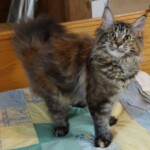 A cat standing on top of a quilt.