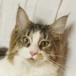A cat is sitting on the bed looking at the camera.