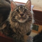 A cat sitting on top of a wooden table.