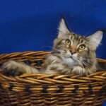 A cat sitting in a basket on top of a blue background.
