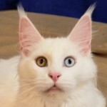 A white cat with two different colored eyes.
