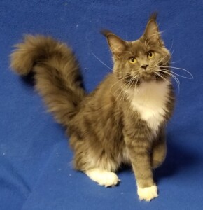 A cat sitting on top of a blue blanket.