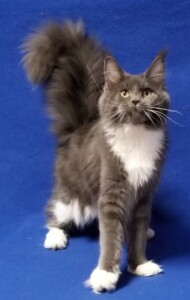 A cat standing on its hind legs and looking at the camera.