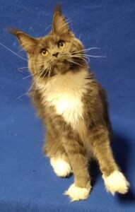 A cat standing on its hind legs looking up.