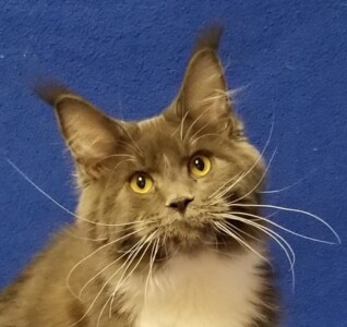 A cat with long whiskers sitting on top of a blue surface.