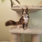 A cat sitting on top of a scratching post.