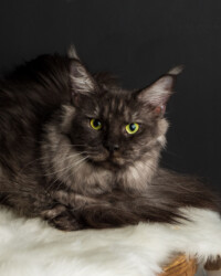 A cat sitting on top of a white blanket.